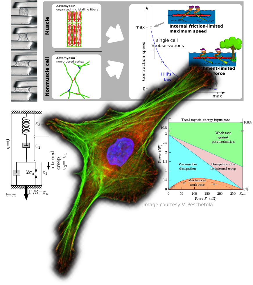 interdisciplinary view of the cell