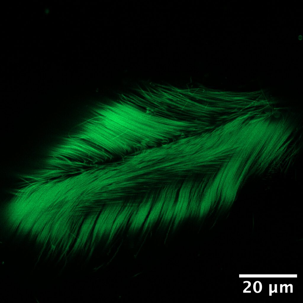 Illustration of a swimming marine invertebrate larva above a micropatterned substrate