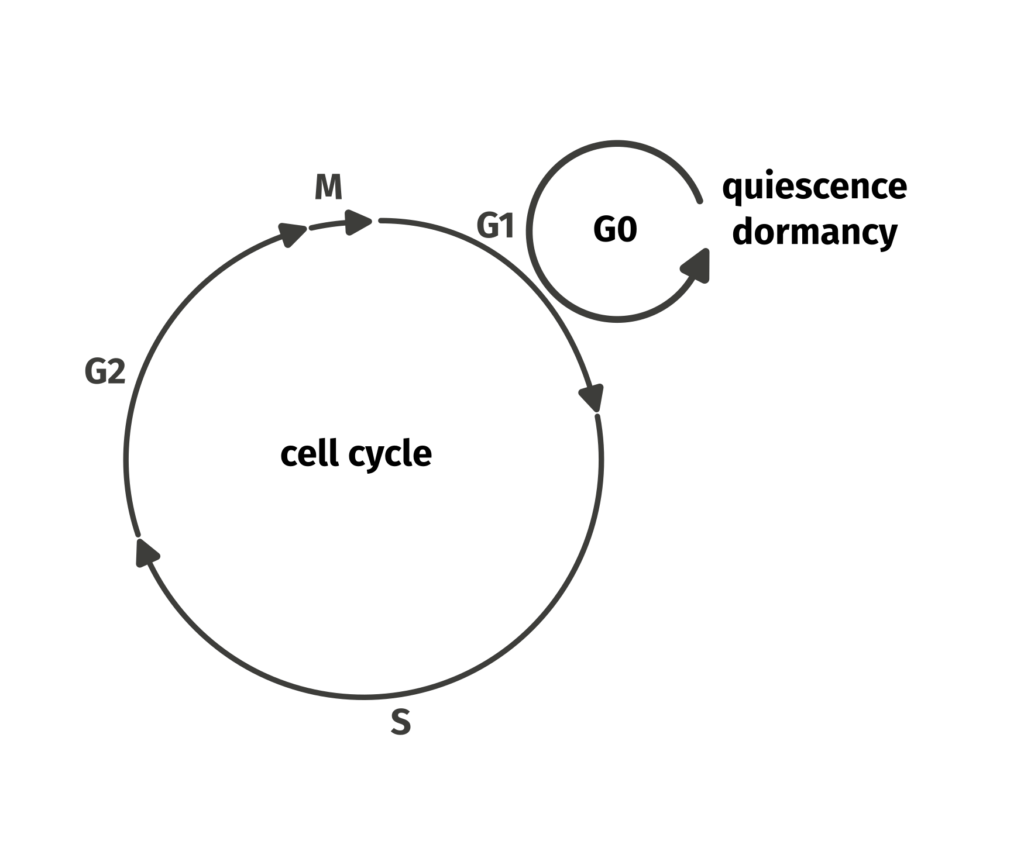 Diagram of the cell cycle showing entry into and exit from the quiescent G0 state