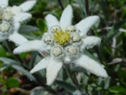 edelweiss (leontopodium alpinum)