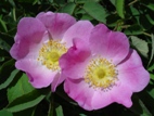 églantine des Alpes (rosa pendulina)