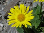 doronic à grandes fleurs, ou arnica à racine noueuse (doronicum grandiflorum)