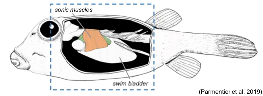 Drawing of fish with swimming bladder